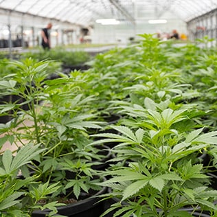 A commercial cannabis growing greenhouse